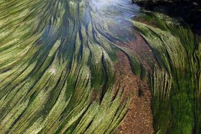 Flutender Wasserhahnenfuß